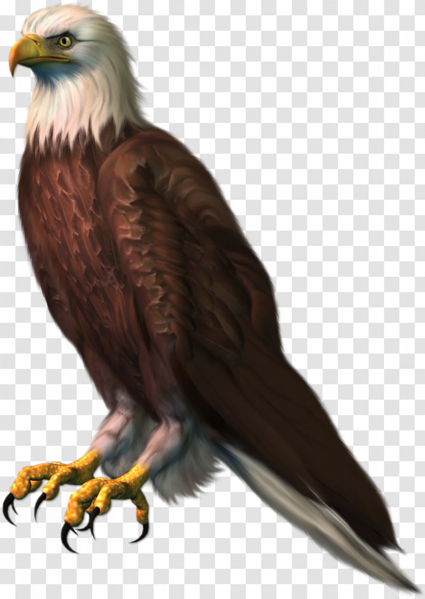 Bird Bald Eagle Red Kite Clip Art Transparent PNG