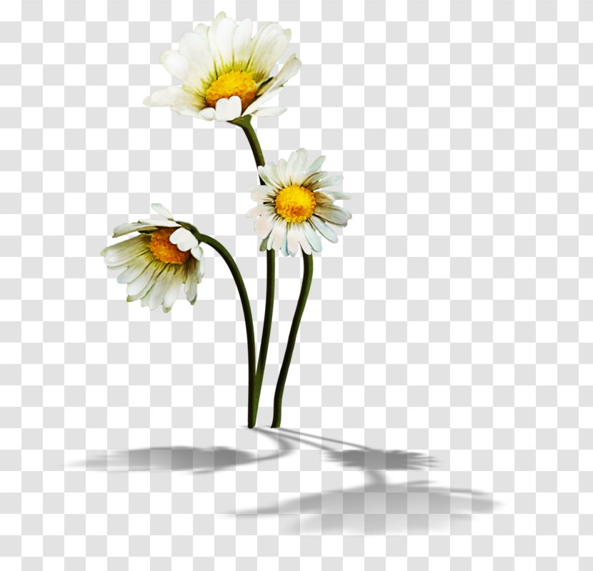 Drawing Of Family - Vase - Aster Transparent PNG
