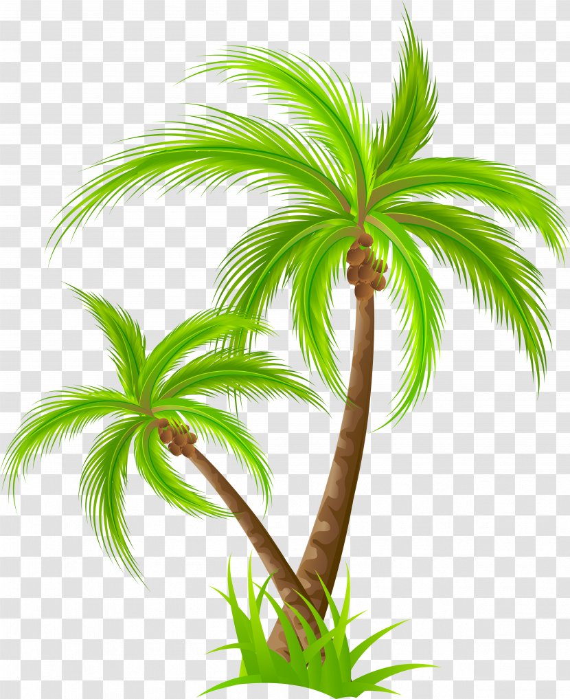 Birthday Royalty-free Clip Art - Drawing - Coconut Tree Transparent PNG