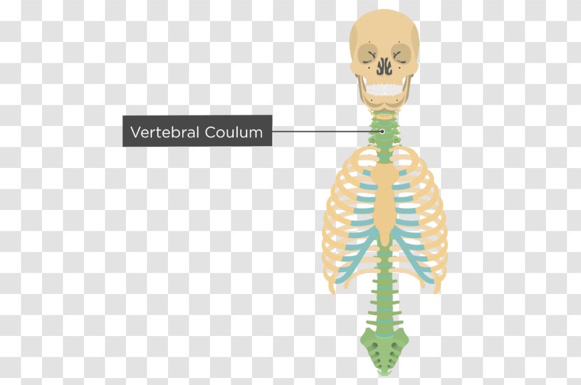 Bone Human Skeleton Homo Sapiens Axial - Frame - Vertebral Transparent PNG