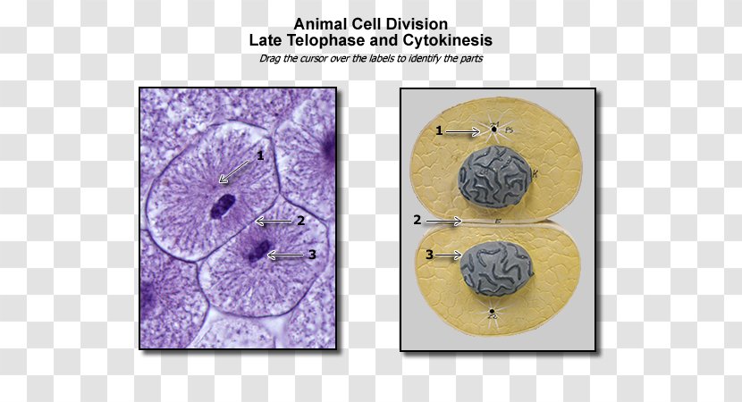 Organism Font - Tree - Cell Division Transparent PNG