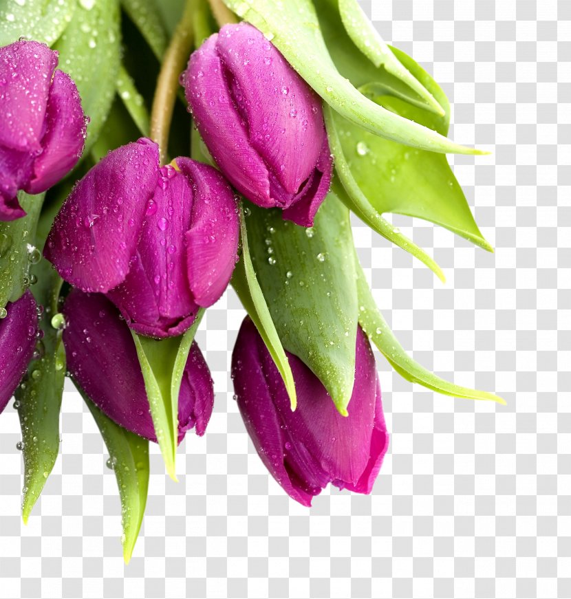 Tulip Mania Cut Flowers - Magenta - Lily Transparent PNG