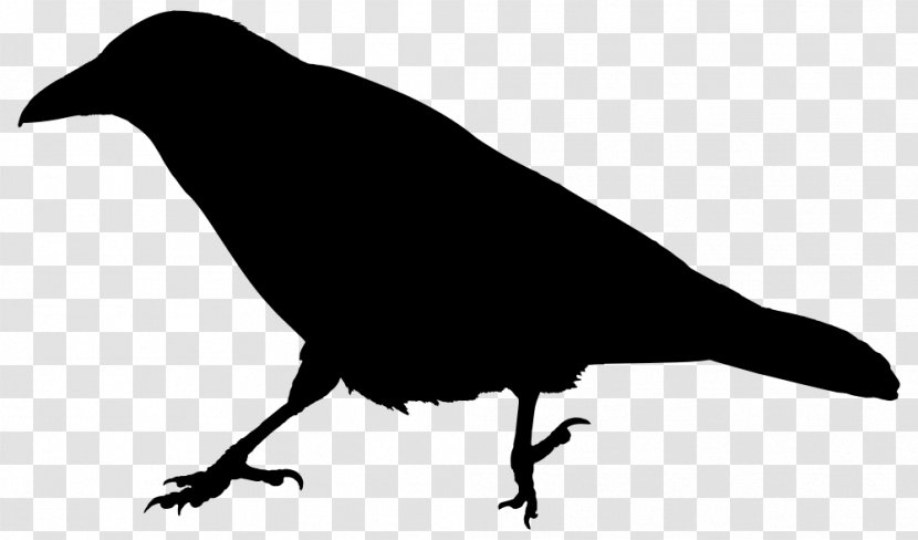 Rook American Crow Common Raven The Clip Art - Goodwin Transparent PNG