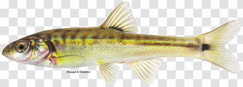 Muddy River Moapa Dace Perch Northern Pike Fish - Bony - Freshwater Temperature United States Transparent PNG