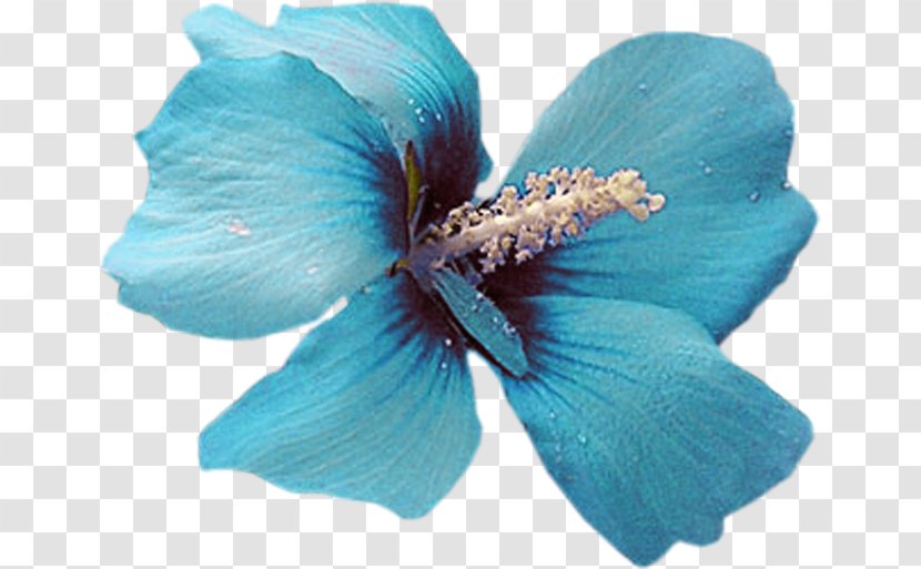 Blue Color Flower Petal Turquoise - Malvales Transparent PNG