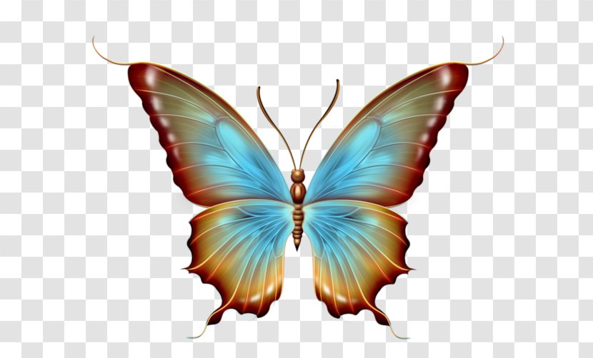 Butterfly Graphic Design - Brush Footed - Papillon Transparent PNG