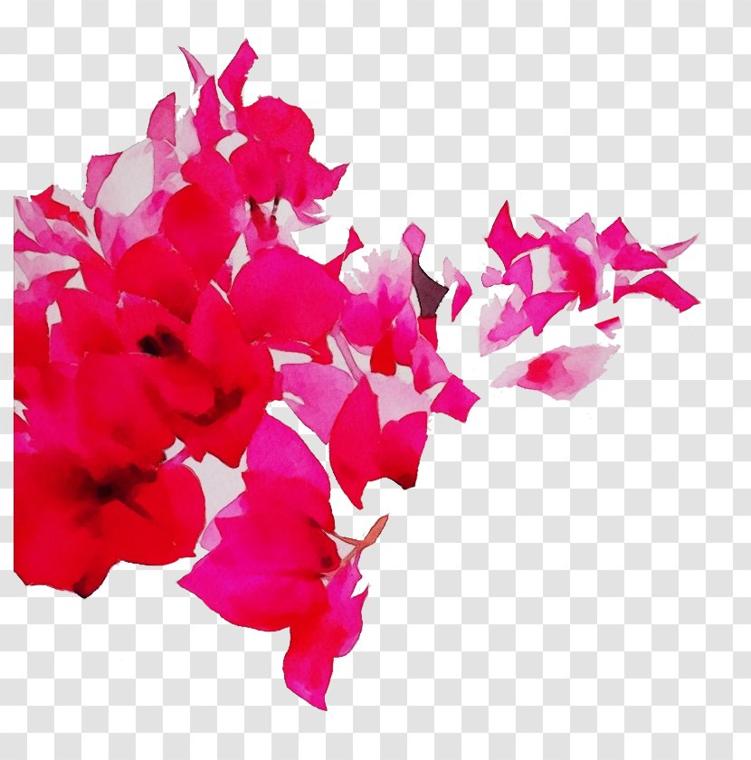 Pink Petal Flower Magenta Bougainvillea - Herbaceous Plant Flowering Transparent PNG