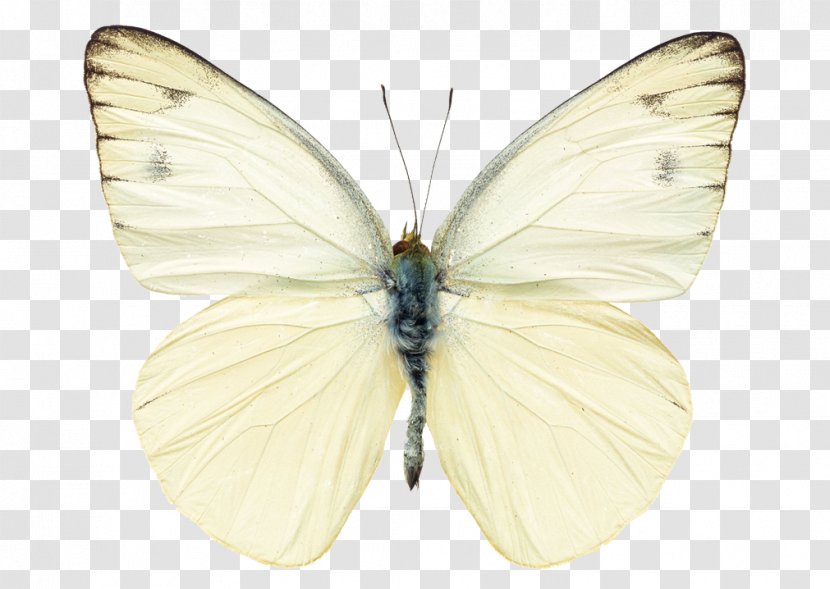 Butterfly Stock Photography Pieris Rapae Insect Royalty-free - Aporia Crataegi Transparent PNG