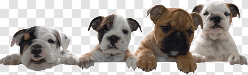 Dog Breed Bulldog Bull Terrier Puppy Companion - Cartoon Transparent PNG