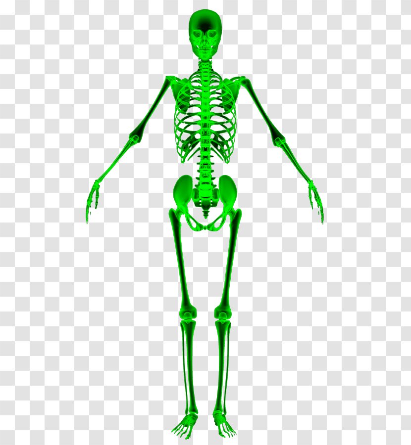 Orthopedic Surgery Bone Physician Vertebral Column Medicine - Green - Spine Bones Transparent PNG