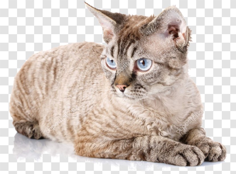 Devon Rex Cornish British Shorthair Kitten Cat Fanciers' Association Transparent PNG