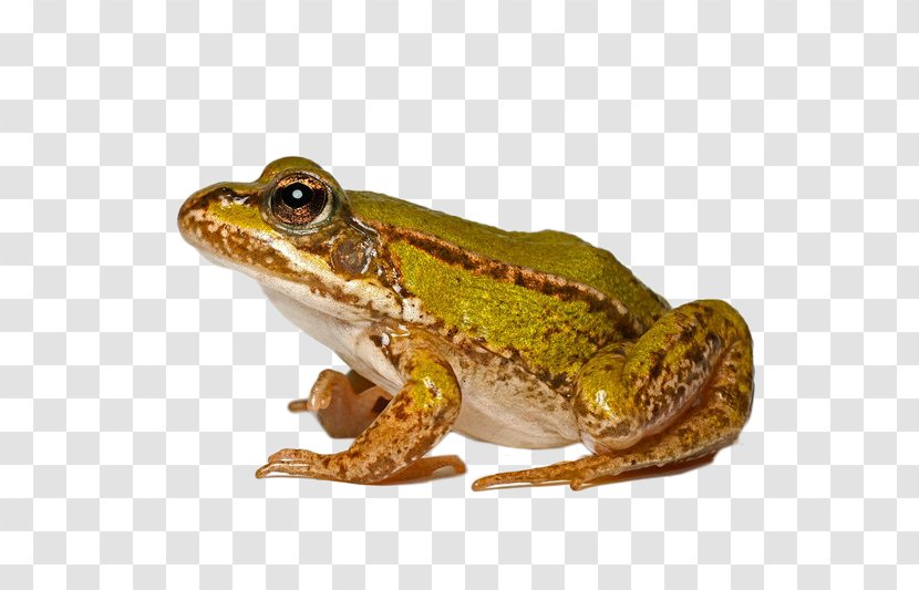 Edible Frog Common Toad Lithobates Clamitans - Animal Transparent PNG
