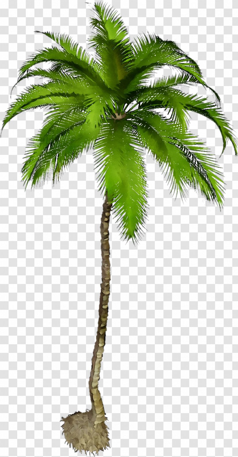 Clip Art Image Palm Trees Graphic Design - Woody Plant - Flowering Transparent PNG