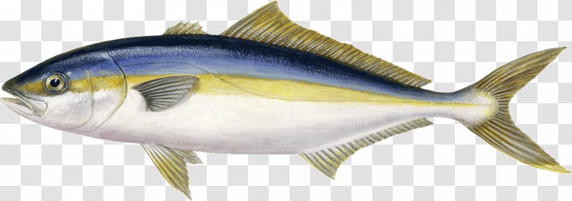 Sardine Yellowtail Amberjack Almaco Jack Greater True Tunas - Fish Transparent PNG