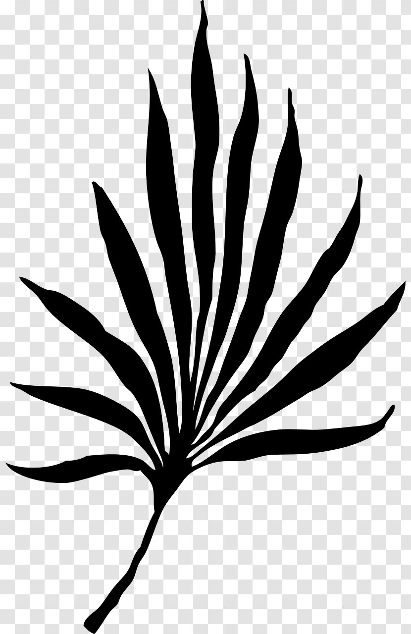 Palm Branch Arecaceae Frond Palm-leaf Manuscript Clip Art - Leaf - Black Transparent PNG