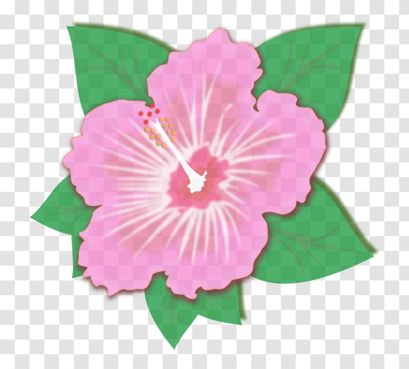 Pink Flower Hibiscus Hawaiian Petal - Flowering Plant - Morning Glory Violet Transparent PNG