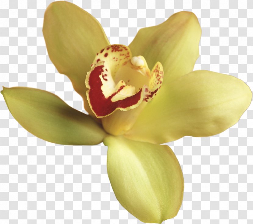 Orchids Flower Clip Art - Plant - Orchid Transparent PNG