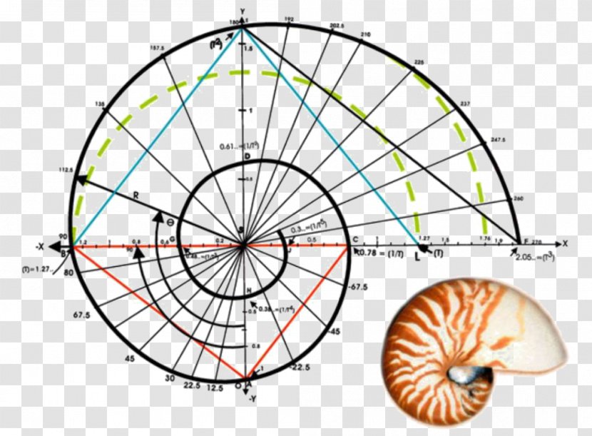 Fibonacci Number Golden Ratio Spiral Mathematics - Sacred Geometry Transparent PNG