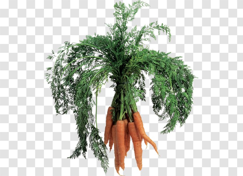 Carrot Vegetable Salad Image File Formats - Juice Transparent PNG
