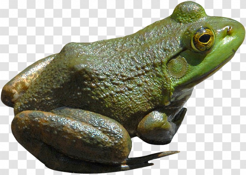 American Bullfrog - Amphibian - Frog Transparent PNG