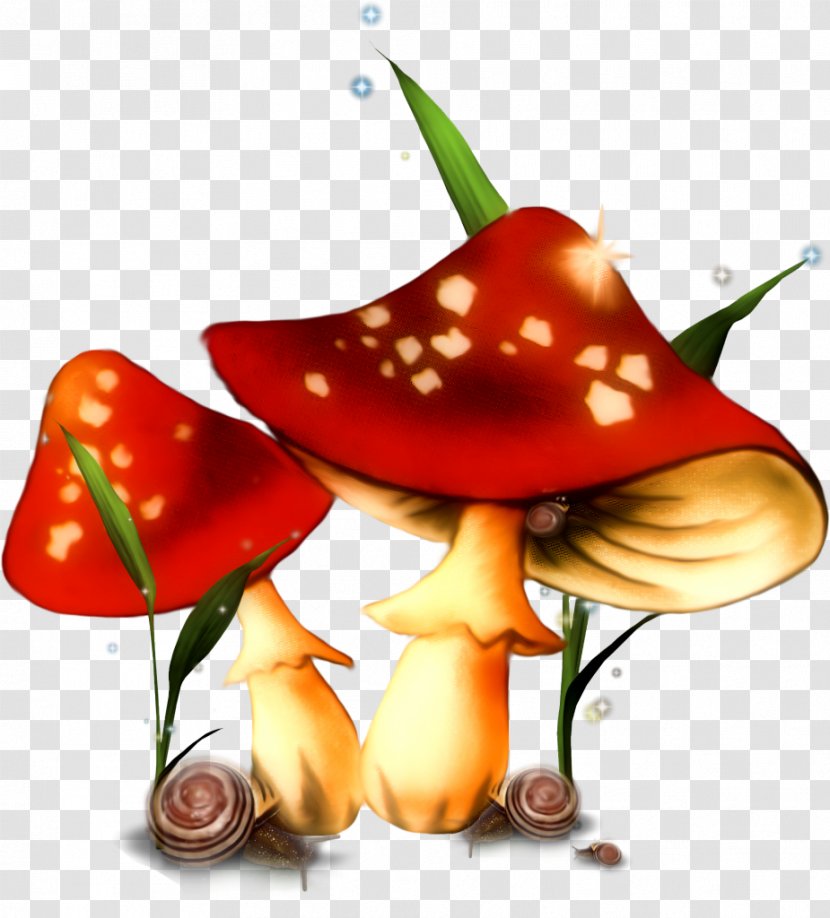 Mushroom Fungus Animation Photography - Color - Champignon Transparent PNG