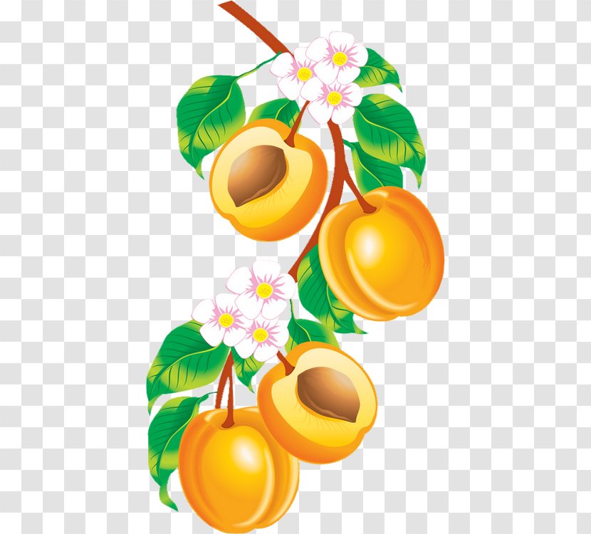Apricot Armenian Plum Drawing Peach Fruit - Abricot Background Transparent PNG