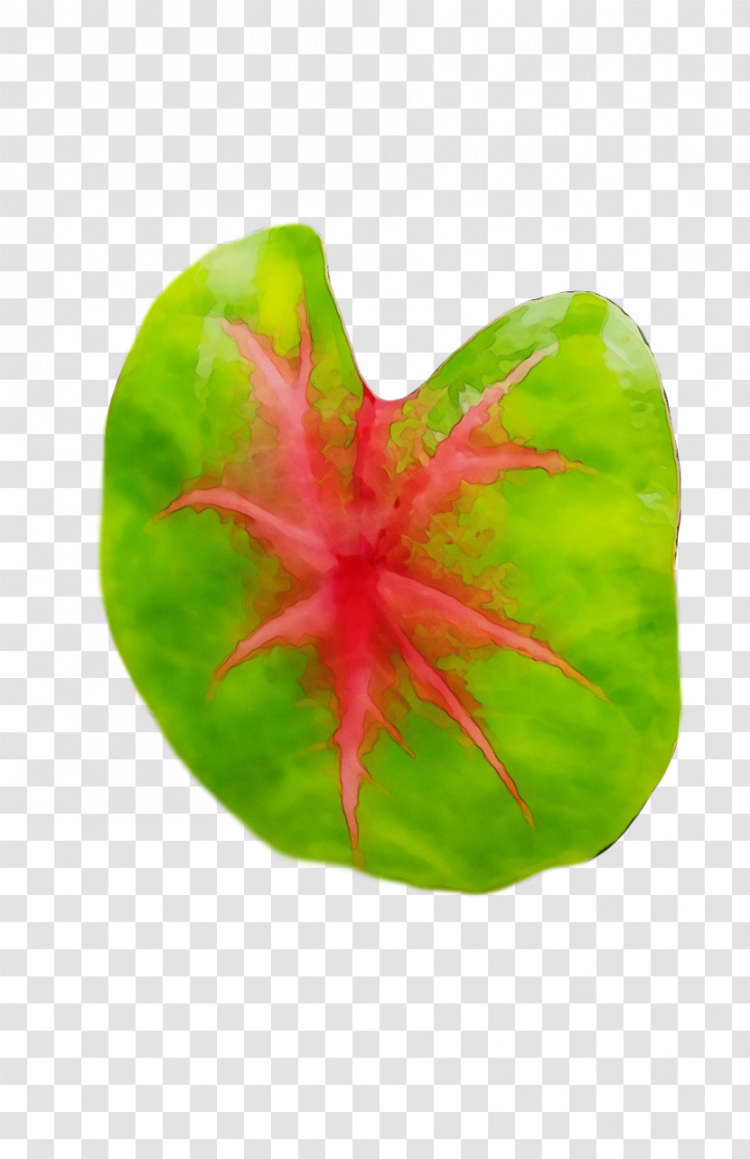 Leaf Plant Structure Science Biology Plants Transparent PNG