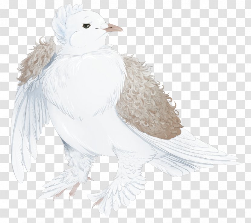 Beak Bird Of Prey Feather Wing Transparent PNG