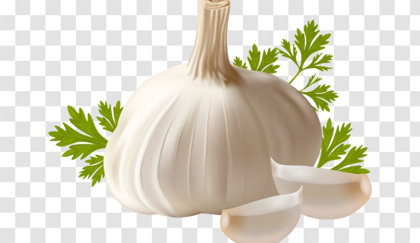 Clip Art Openclipart Garlic Image - Bulbs Transparent PNG