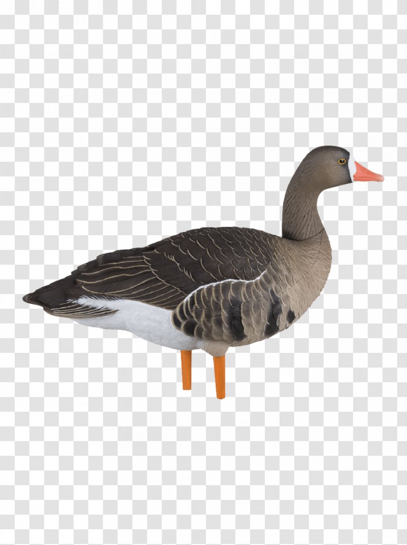 Canada Goose Gadwall Snow Greater White-fronted - Fauna Transparent PNG