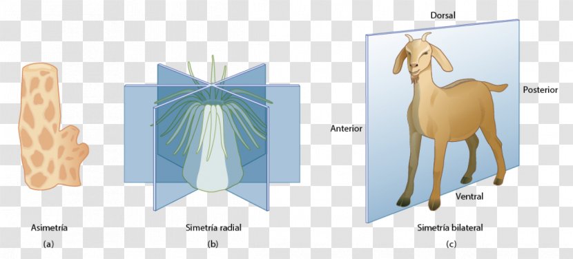 Symmetry In Biology Simetria Radial Germ Layer - Flower - Los Animales Transparent PNG