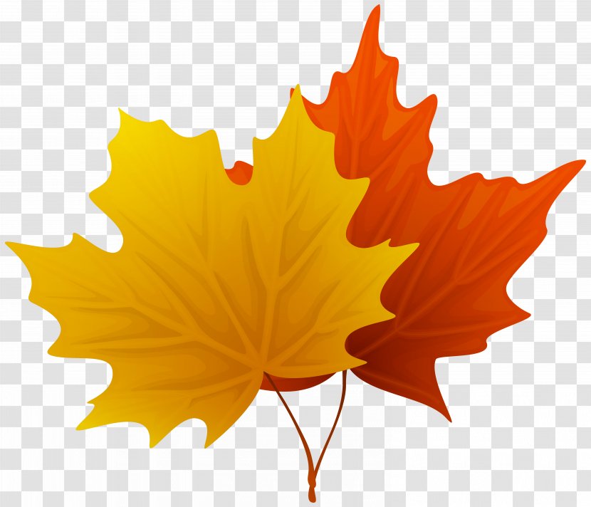 Leaf Clip Art - Fall Maple Leaves Decorative Clipart Image Transparent PNG