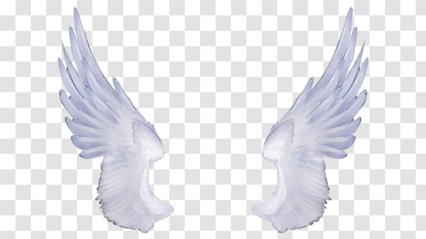 Wing Clip Art - Tail Transparent PNG