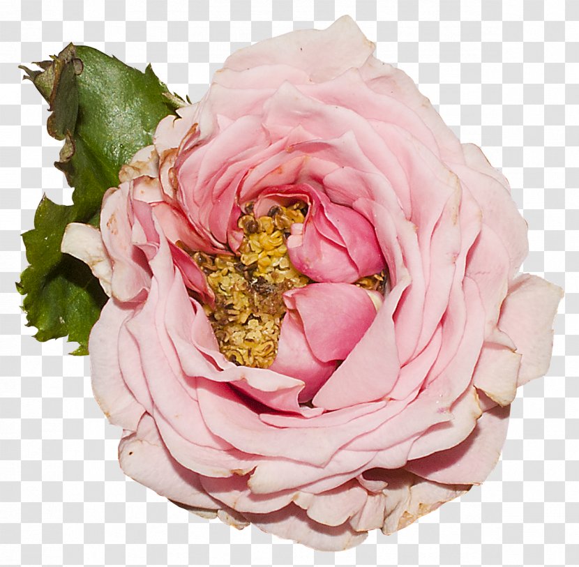 Cut Flowers Garden Roses Centifolia - Blumen Transparent PNG