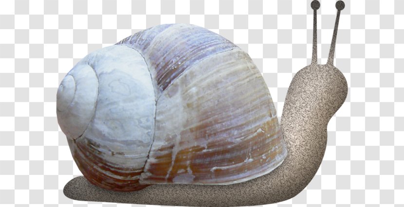 Snail Polymita Picta Orthogastropoda Euclidean Vector - Gratis - Hand-painted Transparent PNG