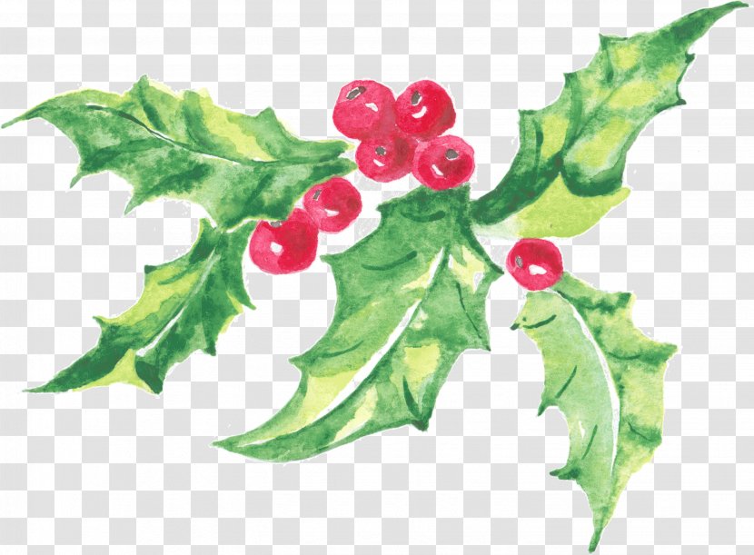 Holly Image Design Watercolor Painting - Tree Transparent PNG