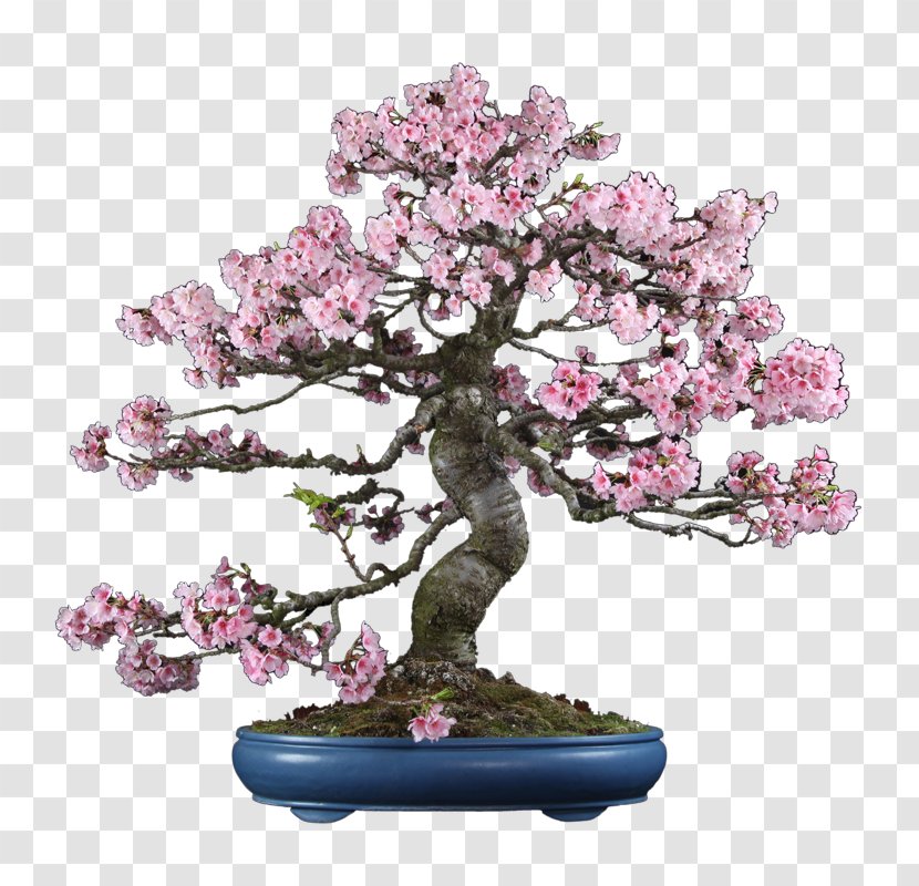 Chinese Sweet Plum Cherry Blossom ST.AU.150 MIN.V.UNC.NR AD Transparent PNG