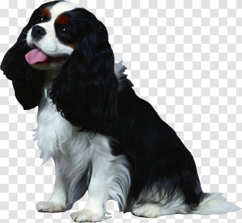 Cavalier King Charles Spaniel French Bulldog English Cocker - Breed - 3d Dog Transparent PNG