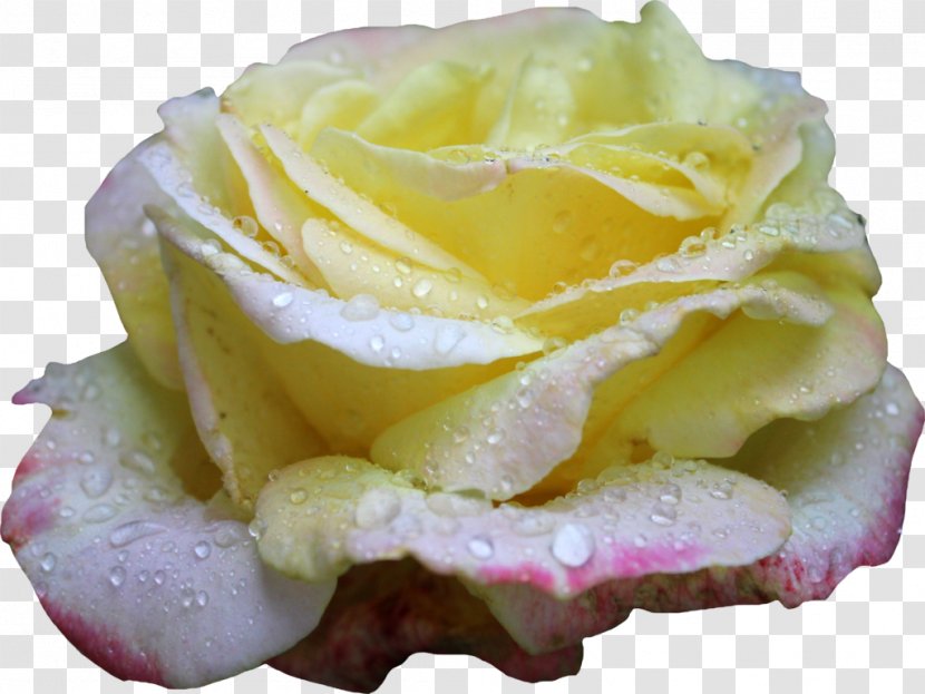 Rose Yellow Flower - Dew Transparent PNG