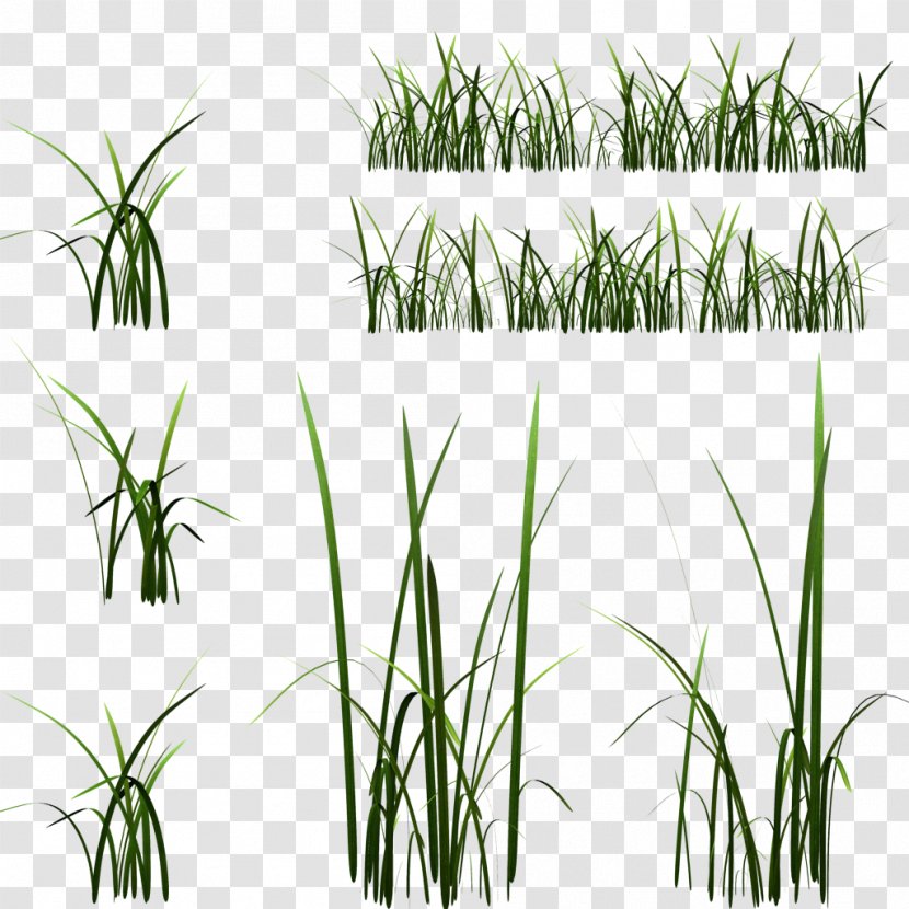 Texture Mapping Unreal Engine 4 Grasses ZBrush Low Poly - Zbrush - The Long Side Transparent PNG