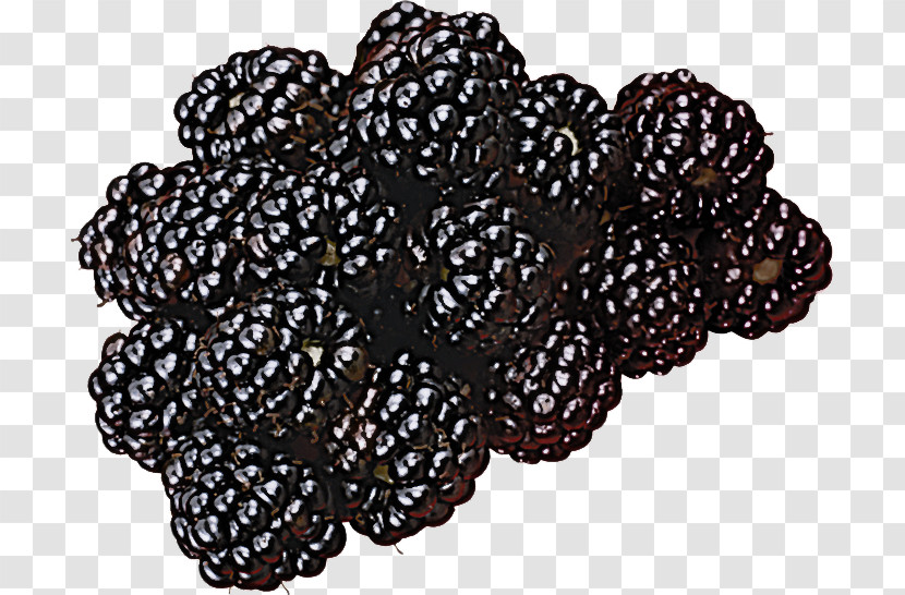 Berry Plant Blackberry Fruit Transparent PNG