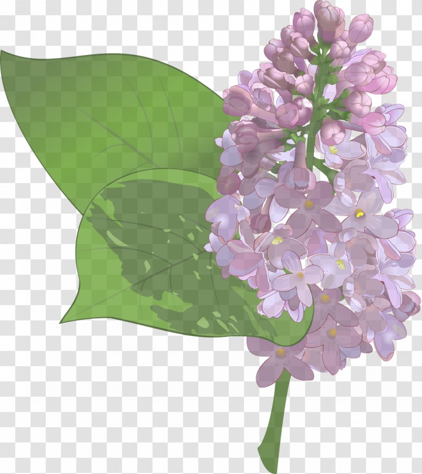 Lavender - Purple - Cut Flowers Transparent PNG