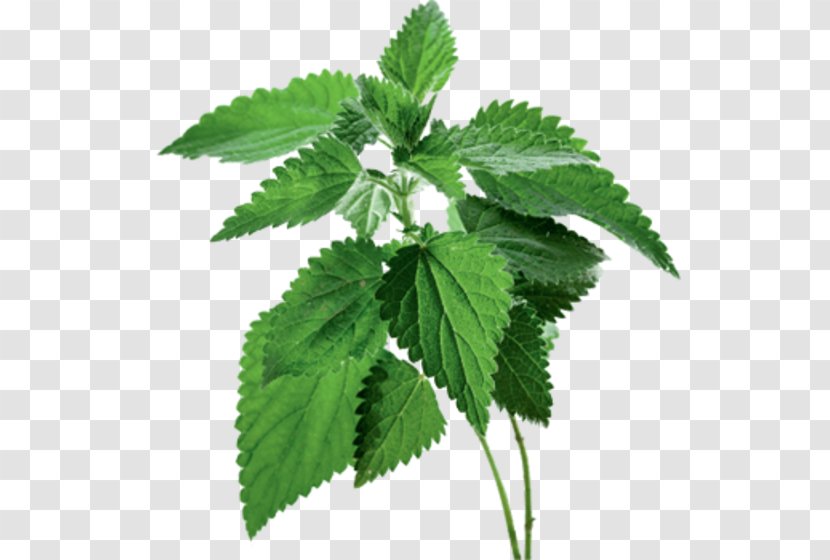 Common Nettle Food Extract Herb Therapy - Dioecy - Magic Transparent PNG
