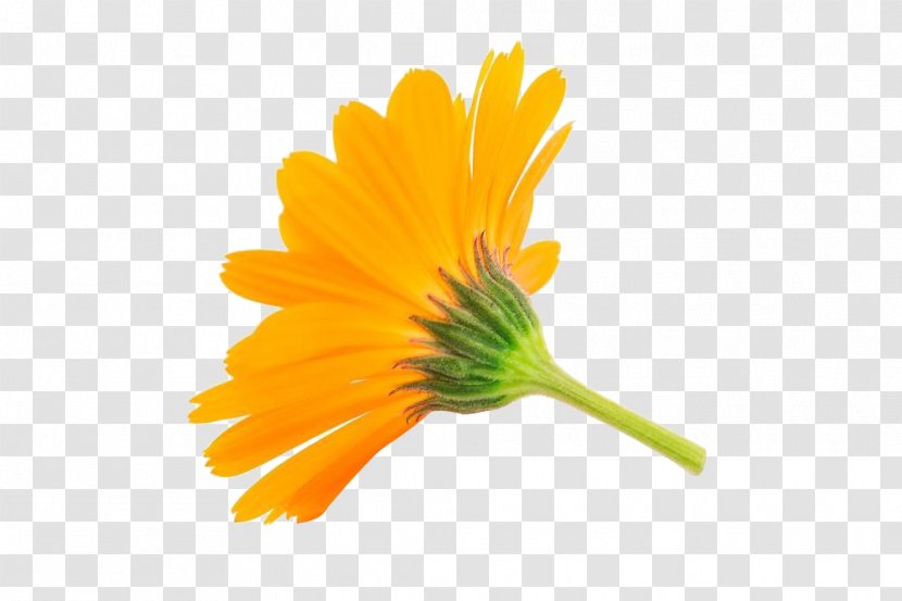 Calendula Officinalis Flower Stock Photography Royalty-free - Petal - Marigold Free Picture Pull Transparent PNG