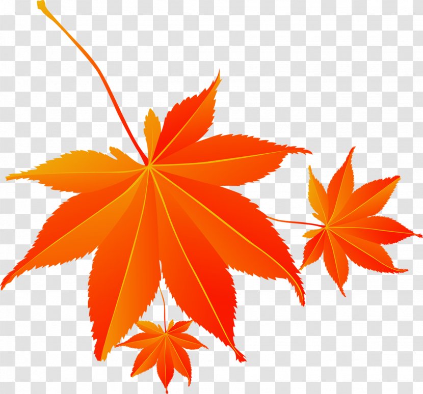 Maple Leaf Download Cartoon - Gold - Red Autumn Electricity Supplier Transparent PNG