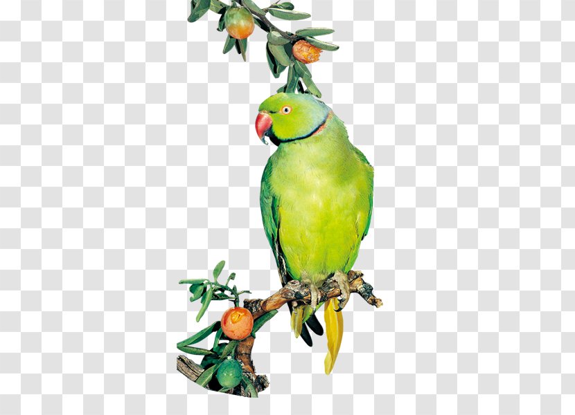 Parrot - Feather - Lovebird Transparent PNG