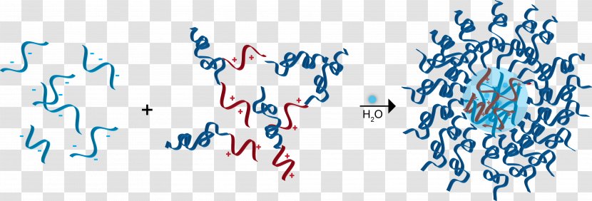 Coacervate Polyelectrolyte Micelle Electrostatics Molecule Transparent PNG