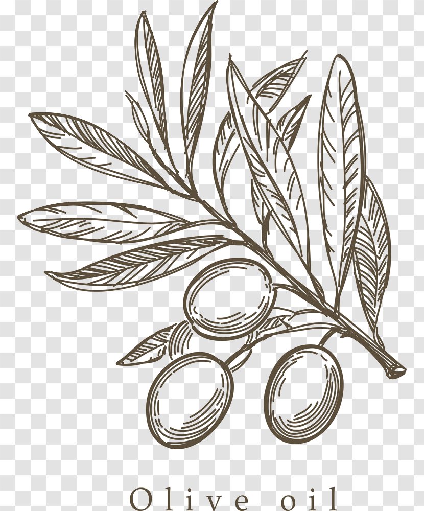 Mediterranean Cuisine Olive Drawing Sketch - Hand-painted Branch Transparent PNG