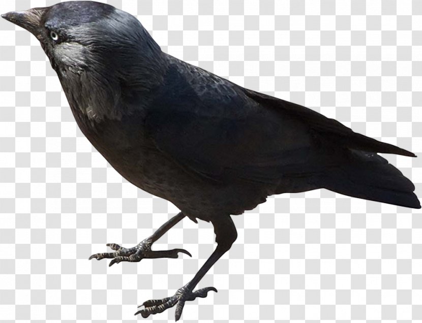 American Crow Rook New Caledonian Western Jackdaw Eurasian Magpie - Bird Transparent PNG