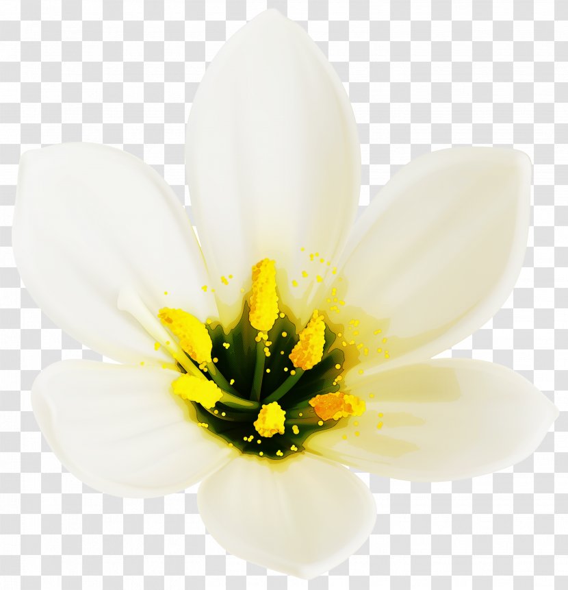 Flowering Plant Petal Flower White - Tulip Lily Family Transparent PNG